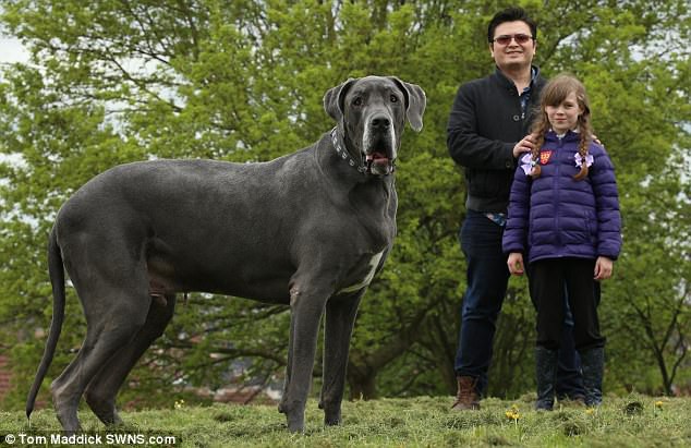 تعرف على أضخم كلب في بريطانيا 
