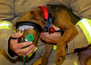 خدمة الإطفاء تستخدم أقنعة أوكسجين خاصة للحيوانات الأليفة التي تنقذها من الحرائق 
