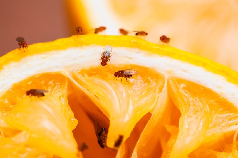 تعرف على أسباب انتشار ذباب الفاكهة وكيف يمكنك التخلص منه؟ 