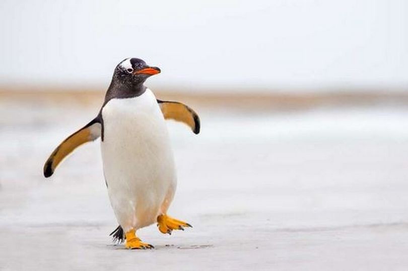 الآن يمكنك الذهاب للتزلج على الجليد مع طيور البطريق الحقيقية في لندن 