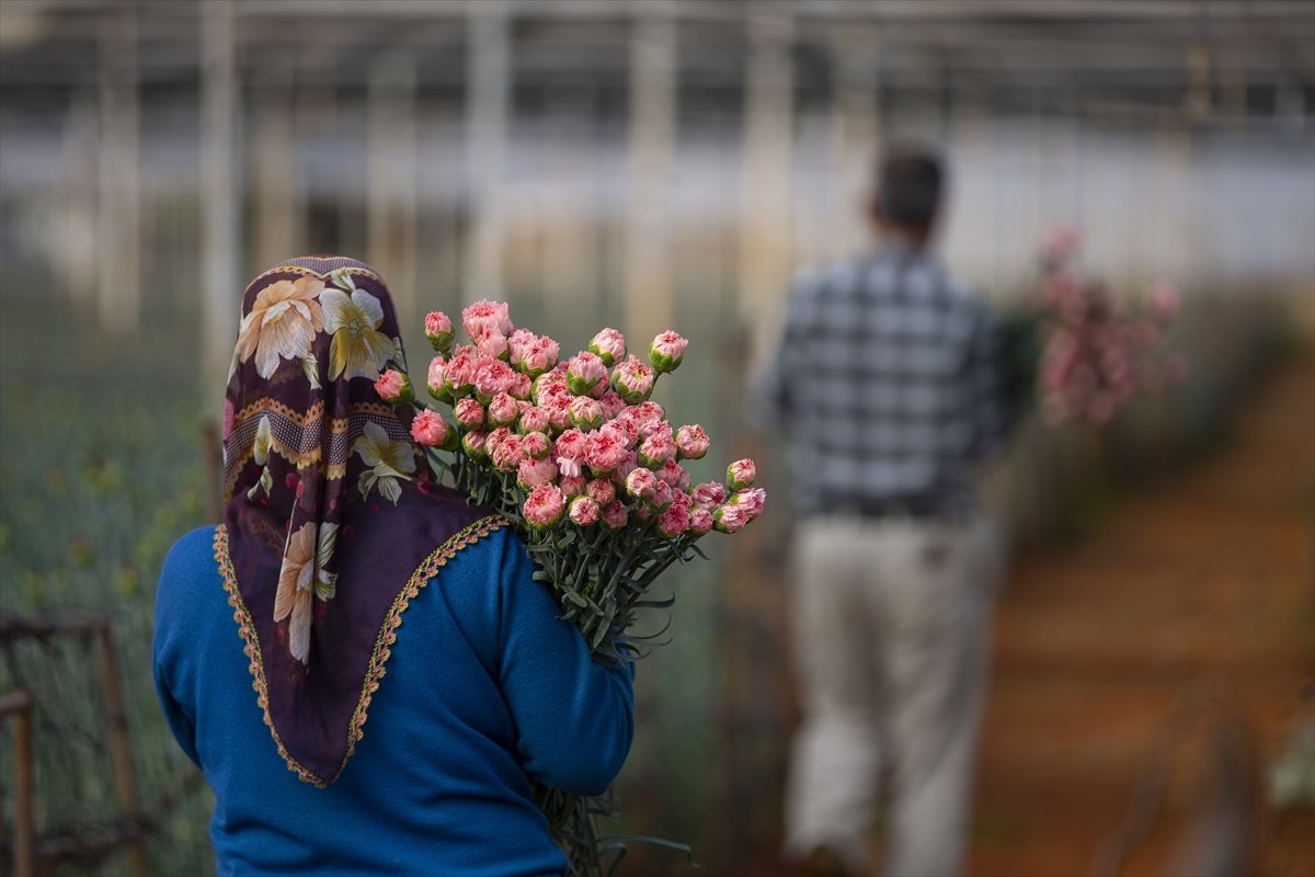 مزارعو الزهور الأتراك يستعدون لتلبية طلباتهم لبريطانيا 