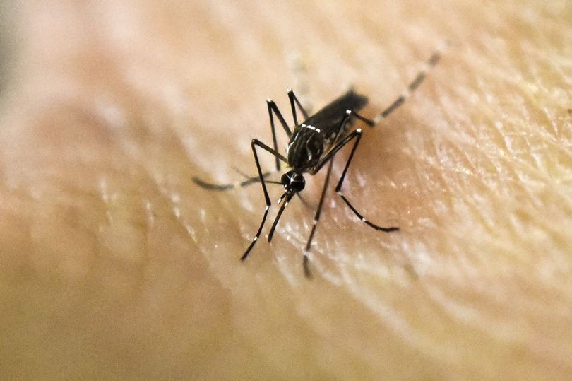 تغير المناخ يمكن أن يتسبب في انتشار مرض الملاريا في جميع أنحاء المملكة المتحدة 