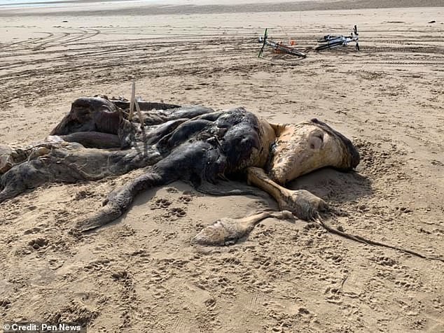 جثة مخلوق غامض تظهر على شاطىء ليفربول 