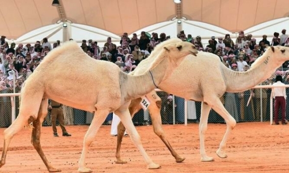 السعودية: مبادرات لبناء استثمارات واعدة في قطاع الإبل 