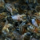 بريكست: من الممكن "تدمير" الملايين من النحل بسبب قواعد الاستيراد! 