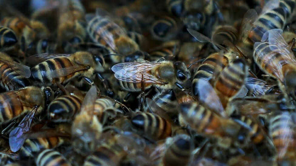 بريكست: من الممكن "تدمير" الملايين من النحل بسبب قواعد الاستيراد! 
