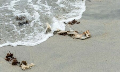 العثور على الآلاف من مخلوقات البحر الميتة على شواطئ شمال شرق إنجلترا 