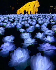 الآلاف من الورود البيضاء تضيء ساحة "غروفنر سكوير"! 
