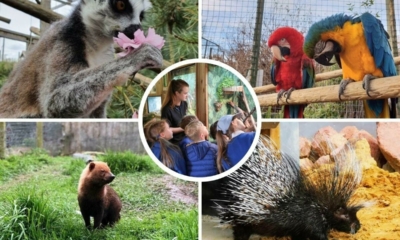 تعرف على أفضل حدائق الحيوانات في بريطانيا 