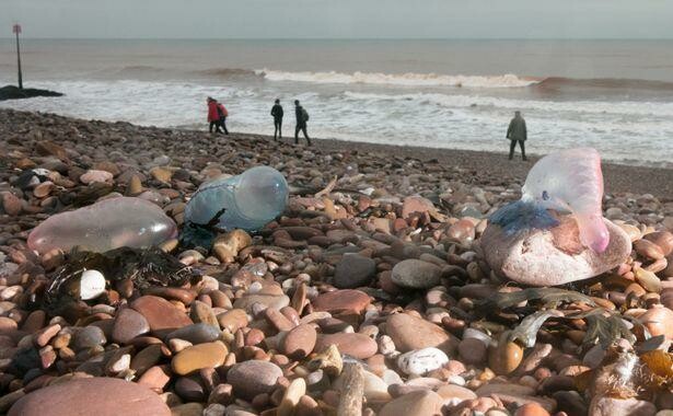 تحذير.. من انتشار مخلوق قاتل على الشواطئ البريطانية بسبب سوء الأحوال الجوية 