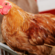 أسعار الدجاج في بريطانيا سترتفع 30٪ الأيام القادمة 