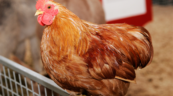أسعار الدجاج في بريطانيا سترتفع 30٪ الأيام القادمة 