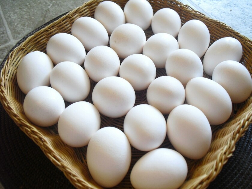تحذيرات من نقص كبير  في البيض بأرفف السوبرماركت  بالمملكة المتحدة 