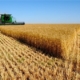 موجة الحر في بريطانيا تجبر المزارعين على جني محاصيلهم في وقت مكبر 