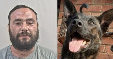 رجل يعض كلب.. والشرطة البريطانية تقضي بسجنه 8 أشهر 