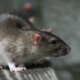 300 مليون فأر يهددون بريطانيا بانتشار الأوبئة.. أكبرهم بحجم كلب صغير 