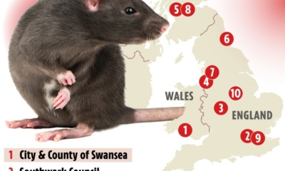 الفئران تغزو هذه المناطق البريطانية.. وعدد الإصابات صادم! 