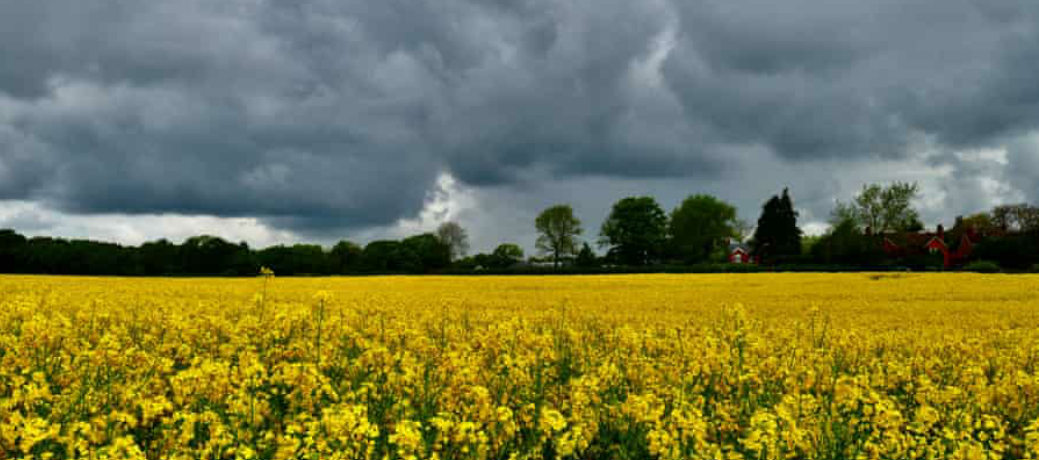 خسارة المزارعين وتضرر المحاصيل في بريطانيا يثير مخاوف ارتفاع أسعار الغذاء 