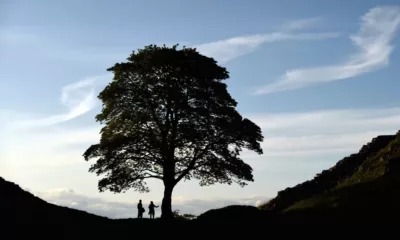 المملكة المتحدة: شجرة روبن هود الشهيرة تتعرض للقطع والفاعل! 