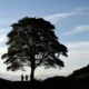 المملكة المتحدة: شجرة روبن هود الشهيرة تتعرض للقطع والفاعل! 