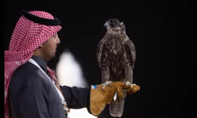 كأس العلا للصقور: مسابقة سعودية عالمية لاختيار أجمل الصقور وأسرعها 