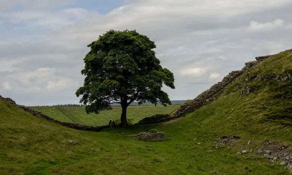 أقدم شجرة في بريطانيا تواجه خطراً حقيقياً: قصة سيكامور جاب 