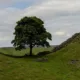 أقدم شجرة في بريطانيا تواجه خطراً حقيقياً: قصة سيكامور جاب 