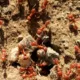 النمل الناري يشق طريقه من إيطاليا إلى المملكة المتحدة.. وحماية الطبيعة تدق ناقوس الخطر! 