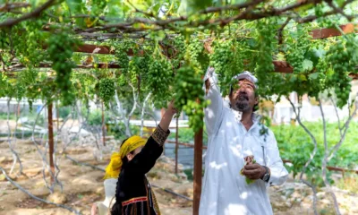 وزارة البيئة والمياه والزراعة السعودية تطرح 5 مشاريع استثمارية لتعزيز الأمن الغذائي في منطقة الباحة  