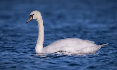 لماذا يموت البجع في قناة لندن الآن؟ 